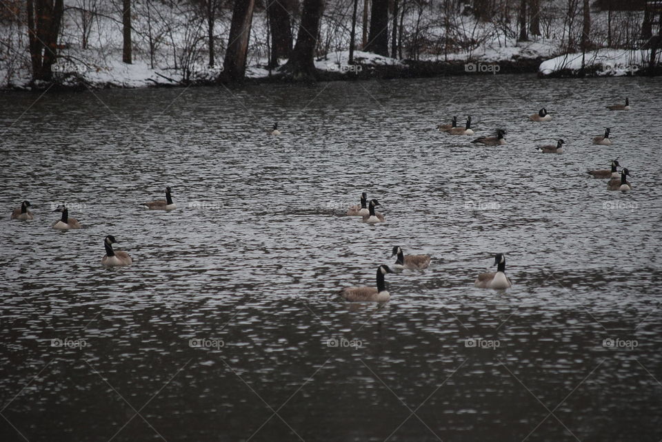 Geese swimming on the unfrozen lake surrounded by snow during one of the cooler days of winter