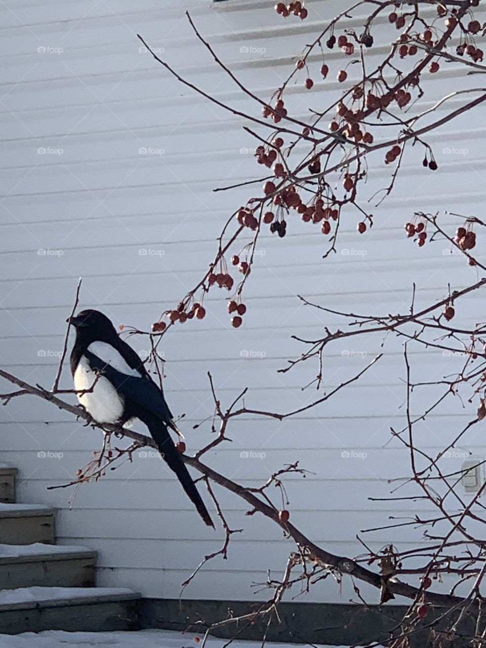 Bird in winter 