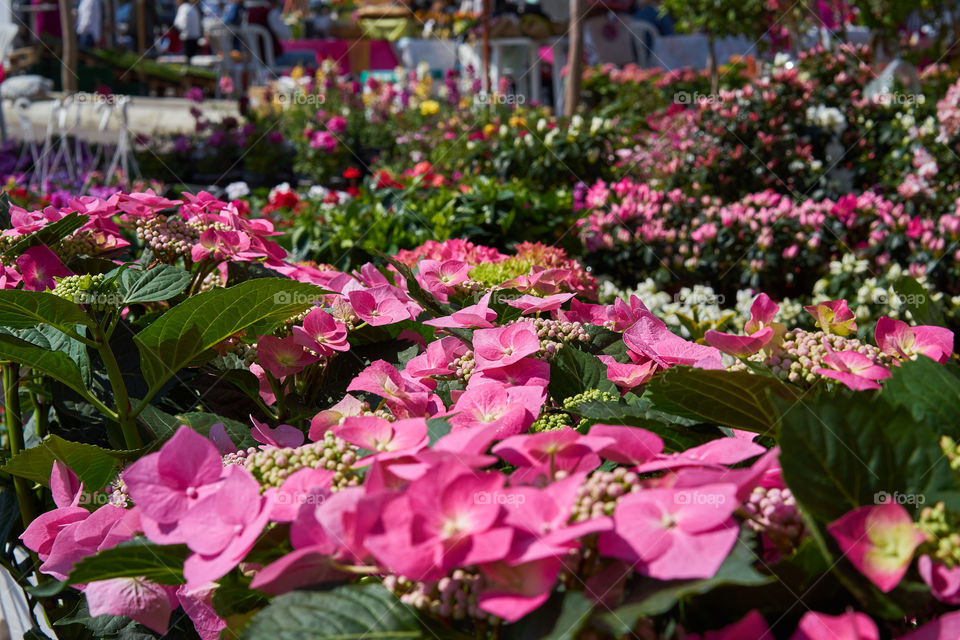 Marché aux fleurs