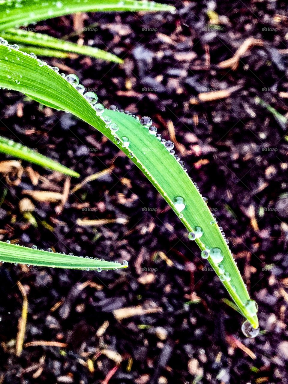 Spring rain drops