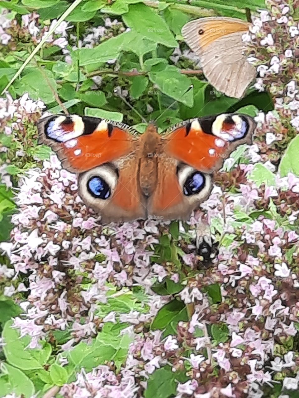 butterflies  on the summer meadow