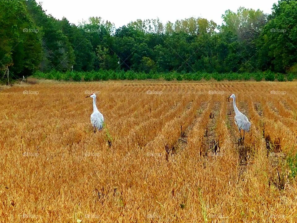 Sandhill Cranes