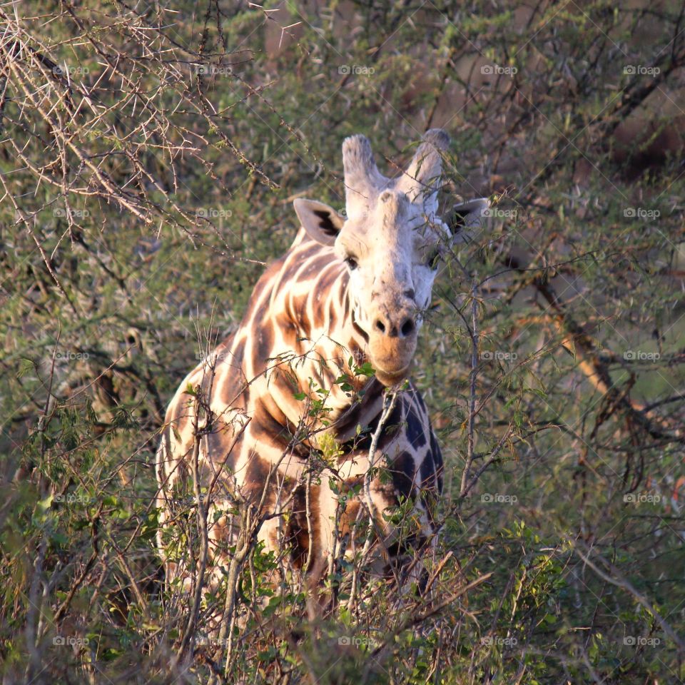 Wild giraffe, Lakipia county, Kenya
