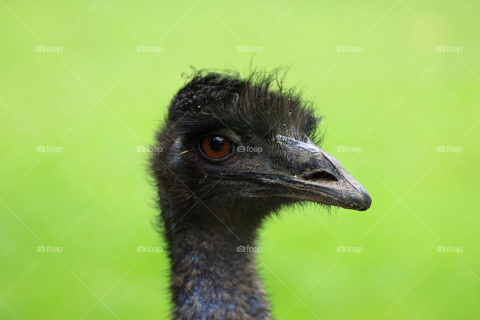 ostrich