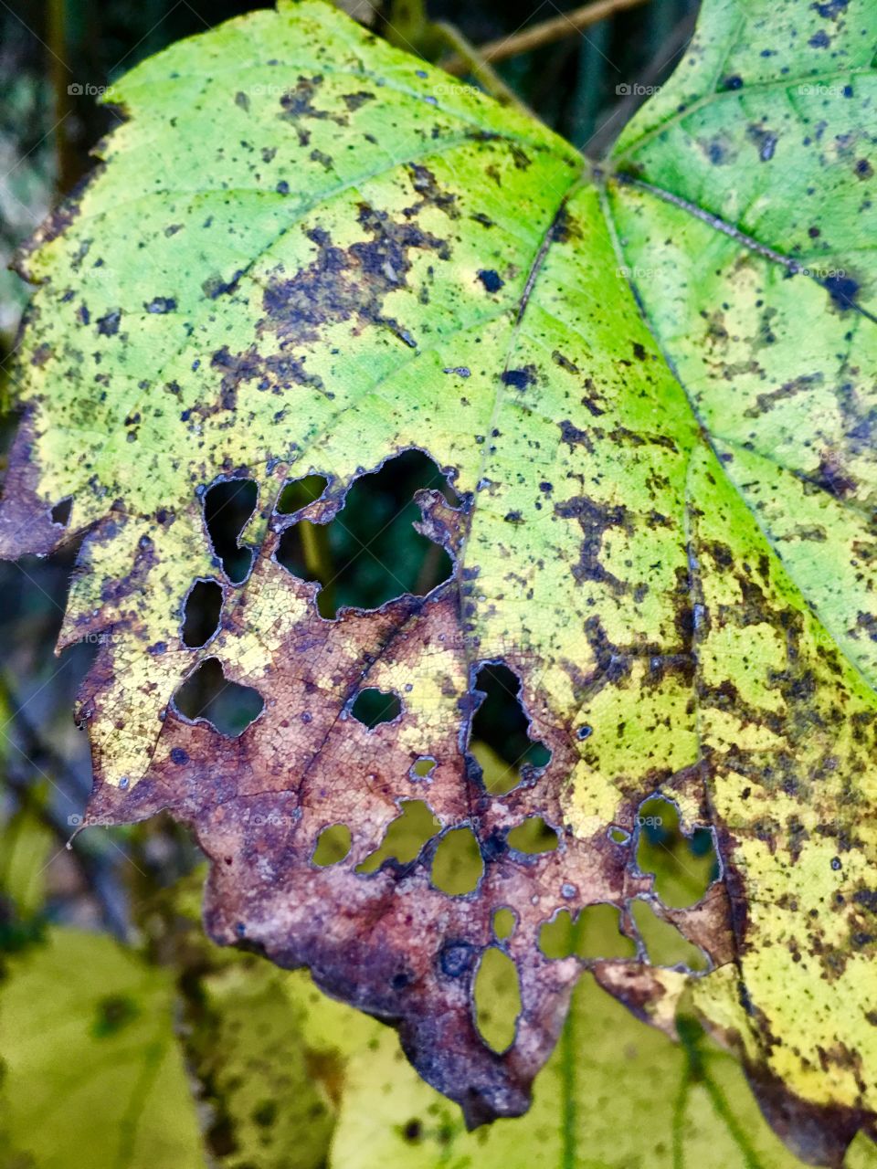Autumn magnified in a leaf