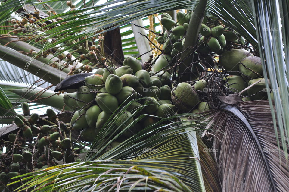 coconuts