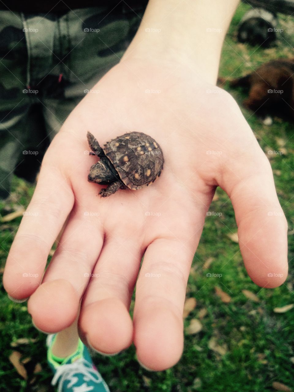 Tiny turtle. Child holding baby turtle