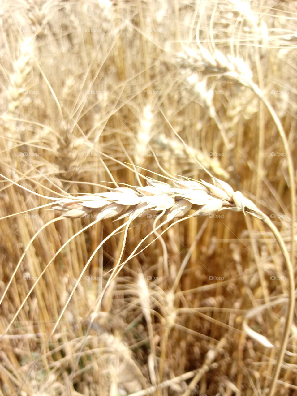 Wheat