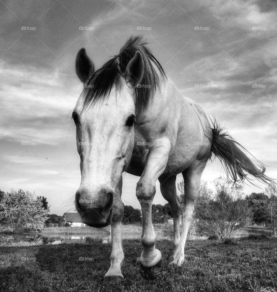 A gray horse walking in front of a pond in black and white