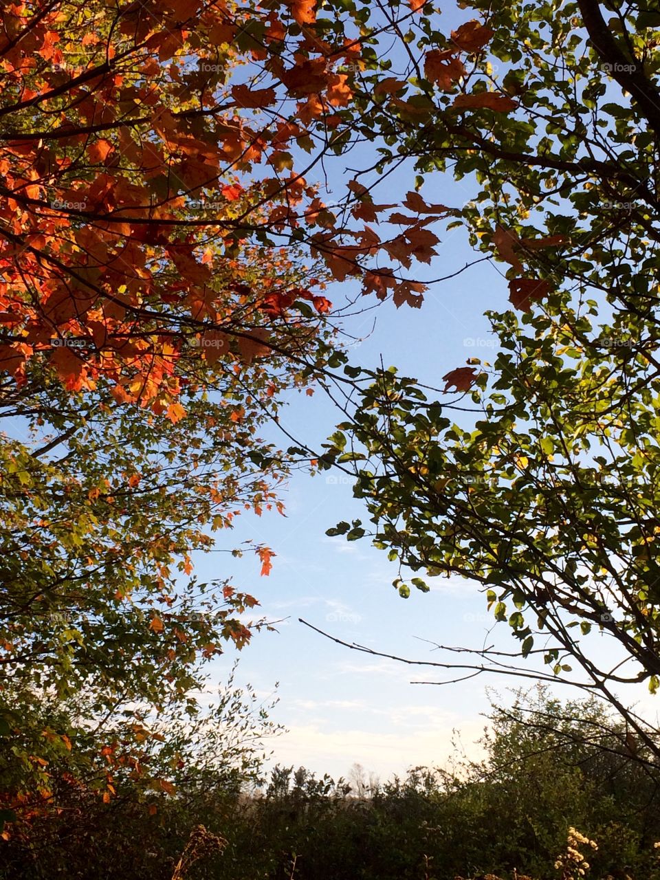 Autumn Afternoon 