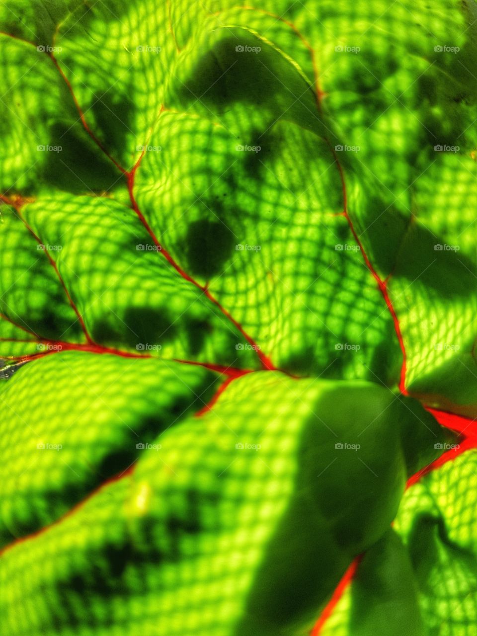 rainbow spinach landscape