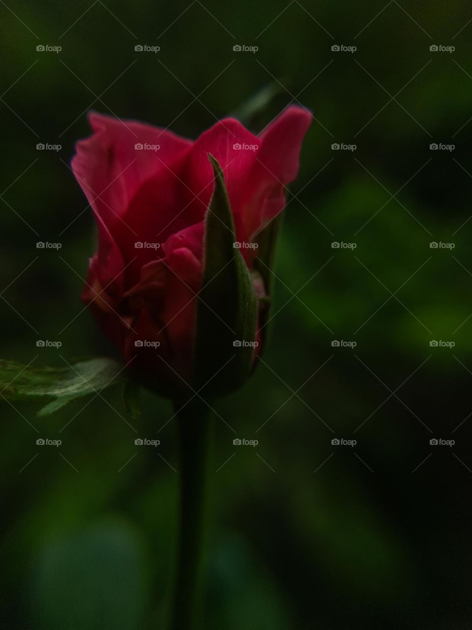 A thick Orange Rose Flower