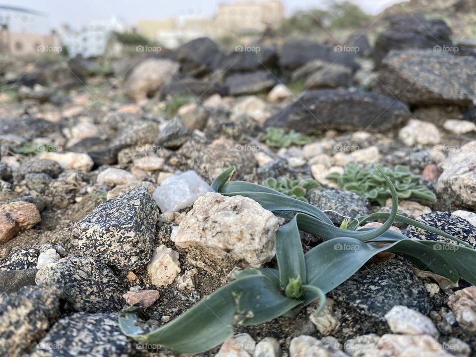 amazing trip with my family in the eid , city taif ,desert herbal 