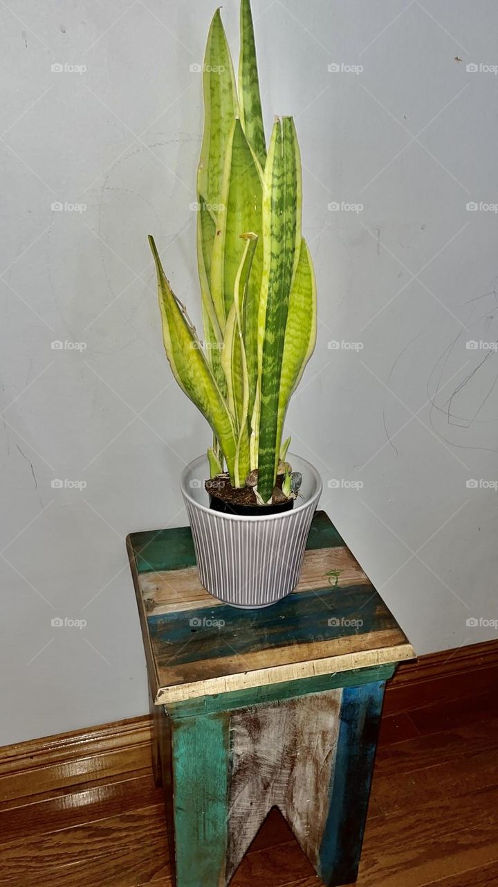 Snake plant.