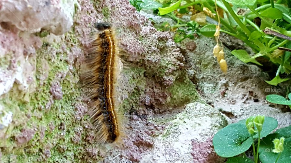 A lonely little caterpillar crawling up a wall.