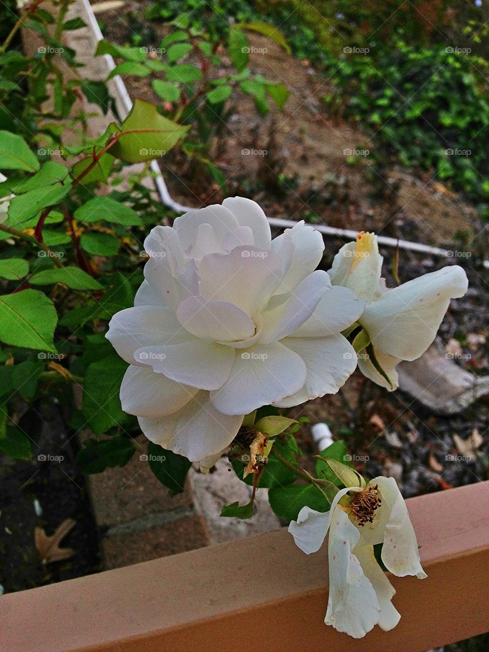 landscape beach ocean green by itsAus