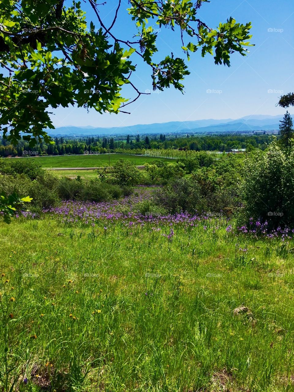 Rogue Valley, Oregon.