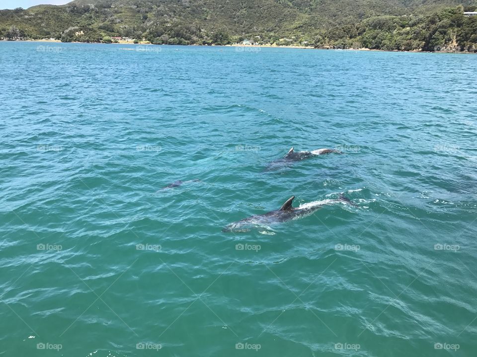 Dolphins, New Zealand, January 2017