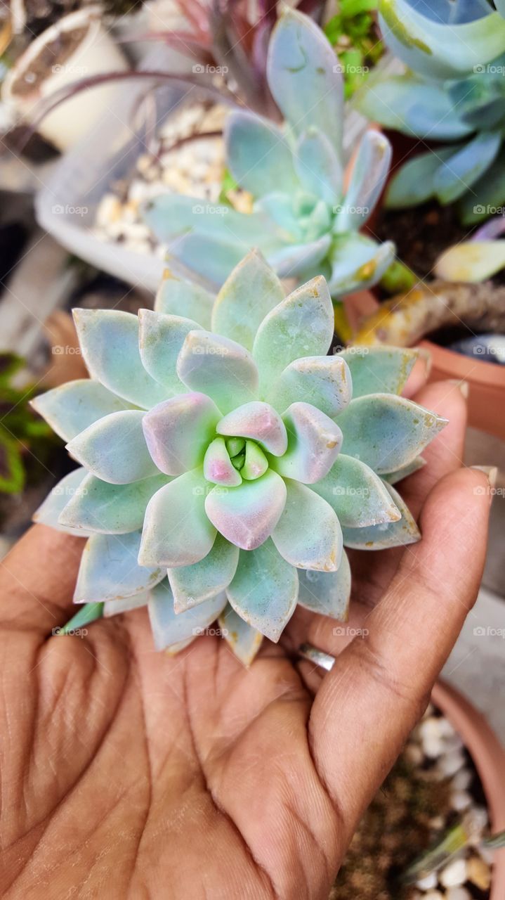 Vibrant pink/blue succulent