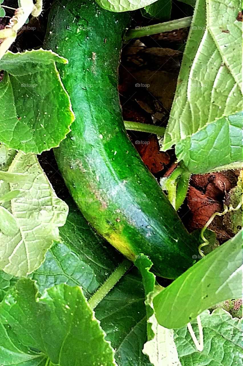 1st cucumber. home garden