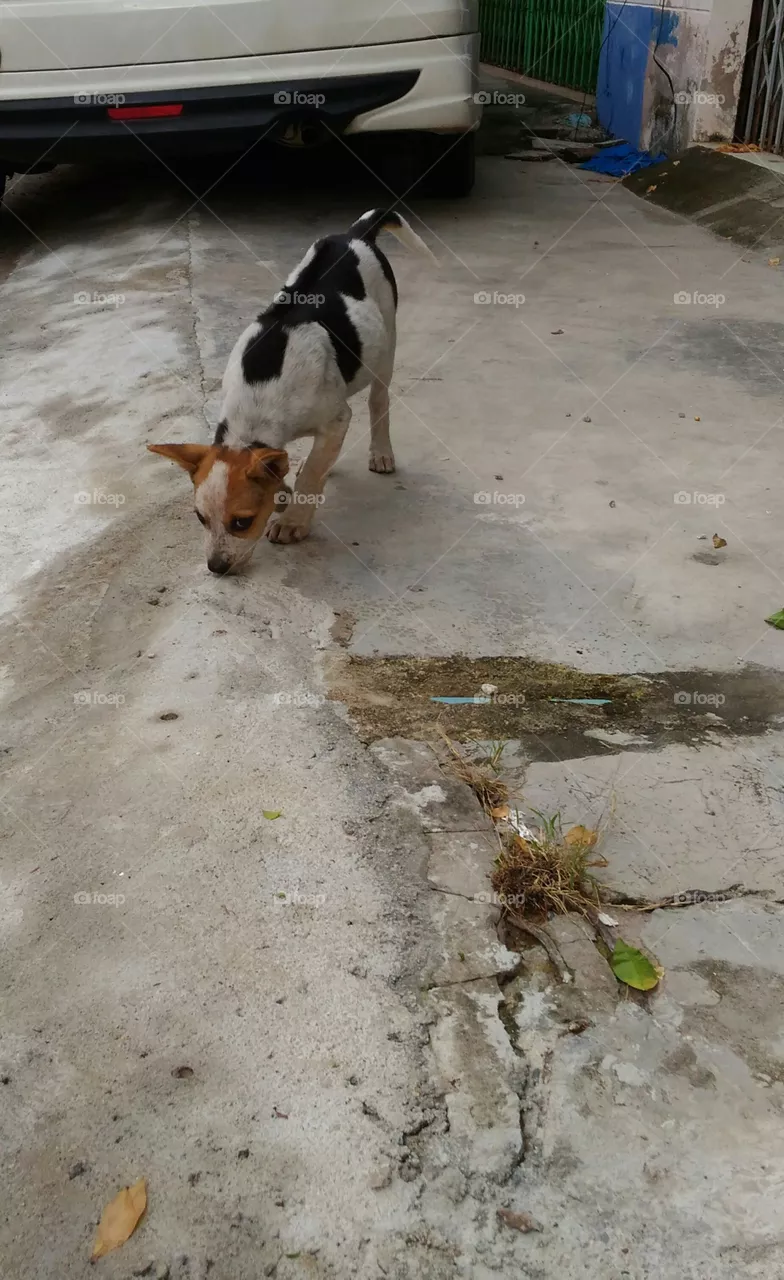 dog