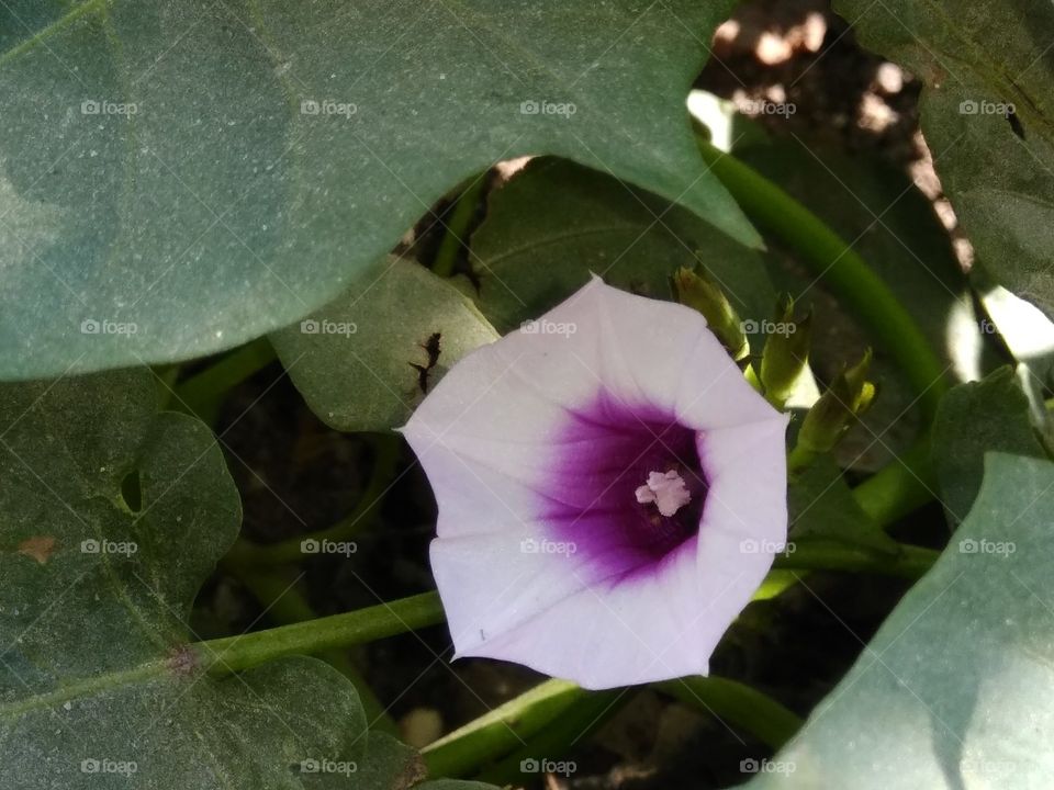 assume amazing flavour