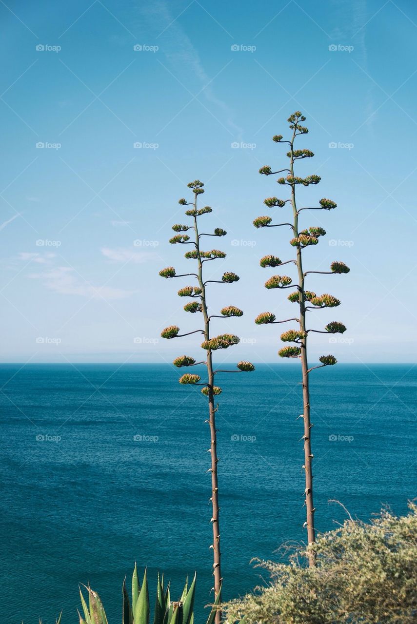 Oak trees at atlantic ocean