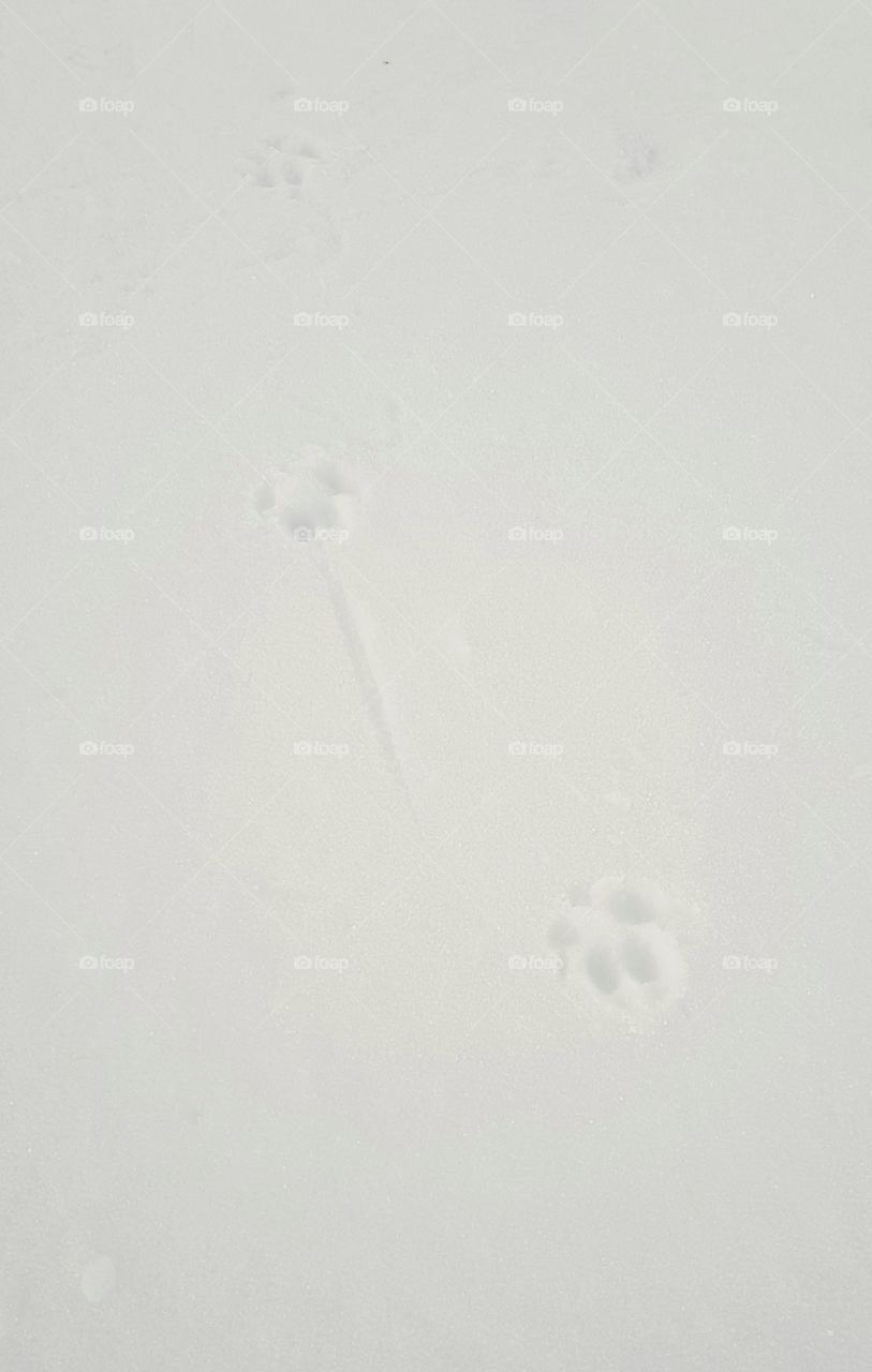 Fox prints in the snow