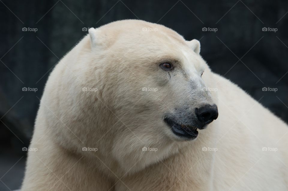 Polar bear 