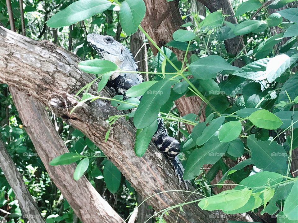 My friend Iguana! 