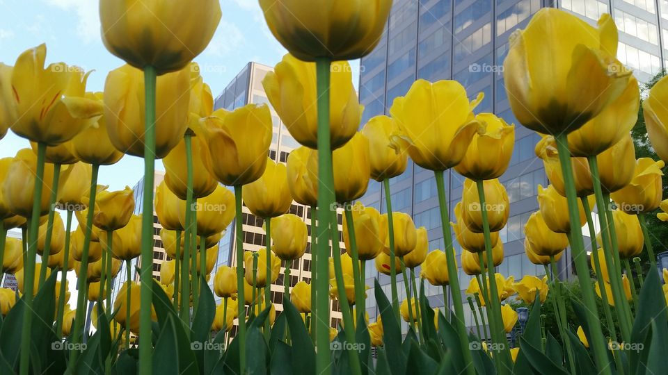 yellow tulips