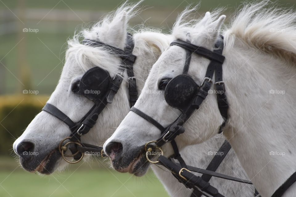 Majestic White Horses