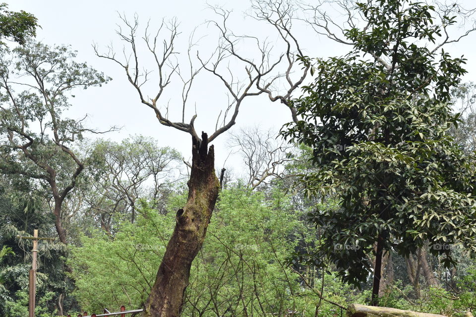 Tree branch photography from Matheran Hill station Neral Maharashtra India