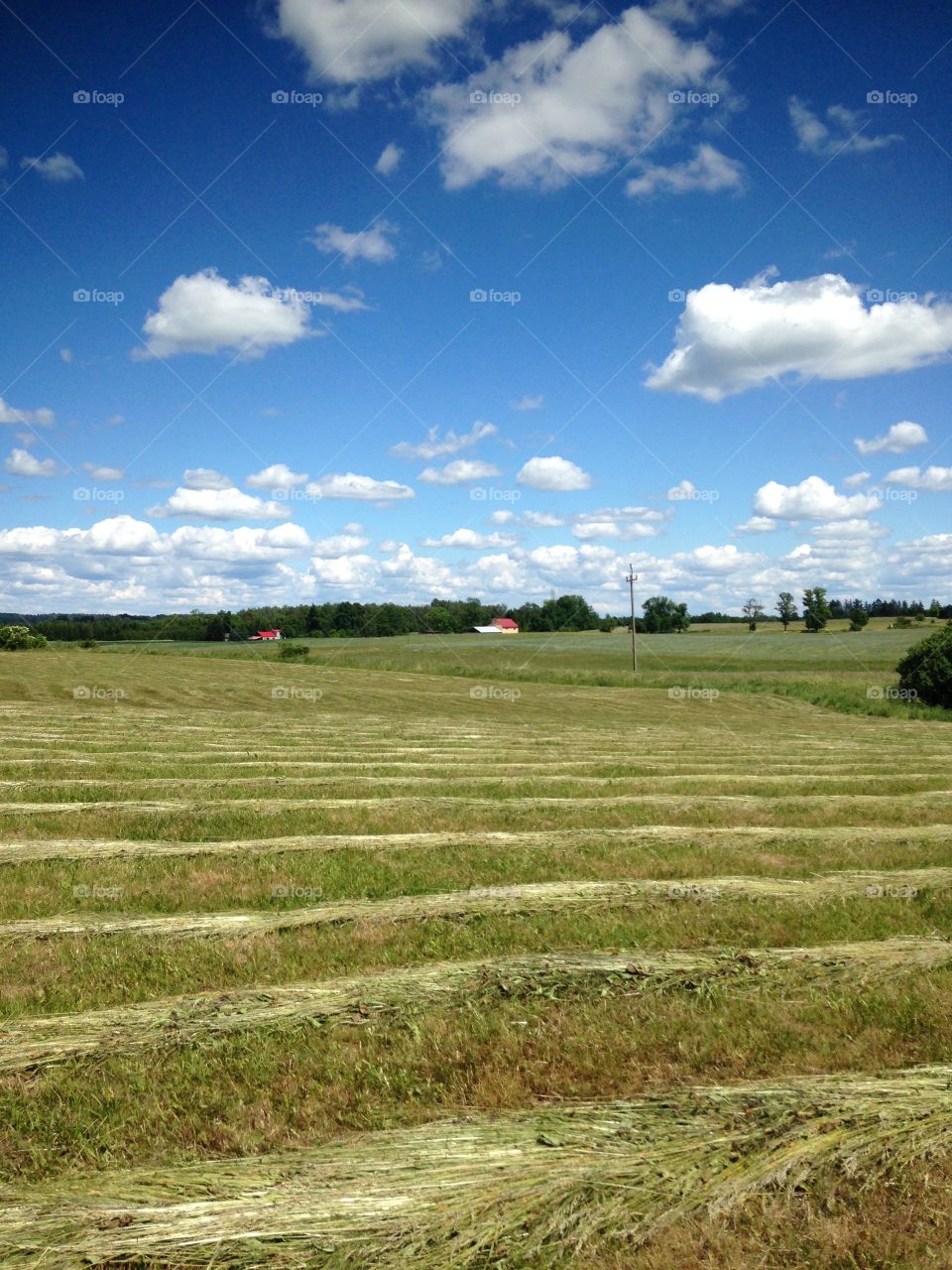 Polish countryside