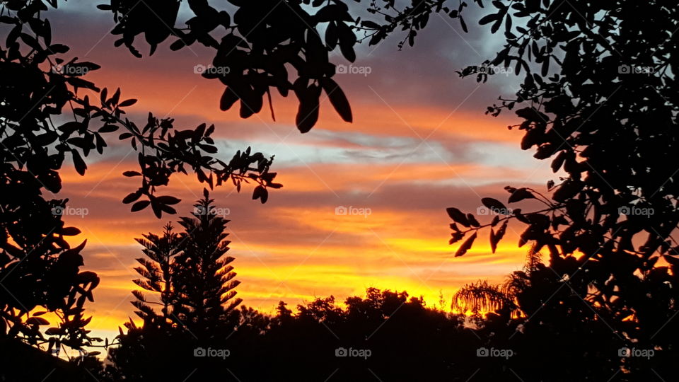 Silhouette trees against dramatic sky