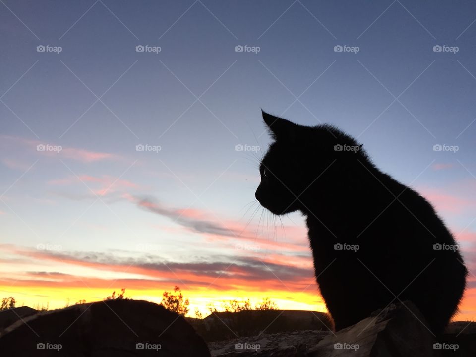 Jade Sunset. Our cat, Jade, enjoying the sunset