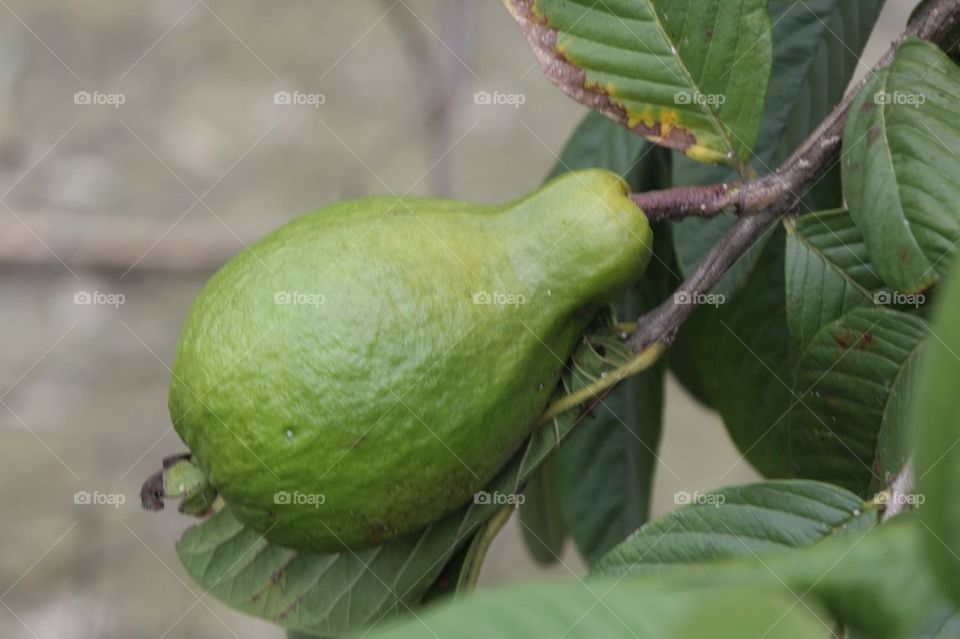 Guava In Tree