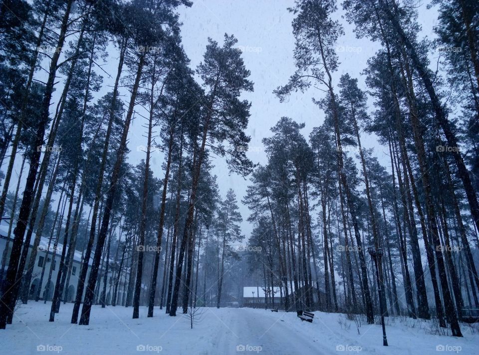 Snow, Winter, Wood, Tree, Frost