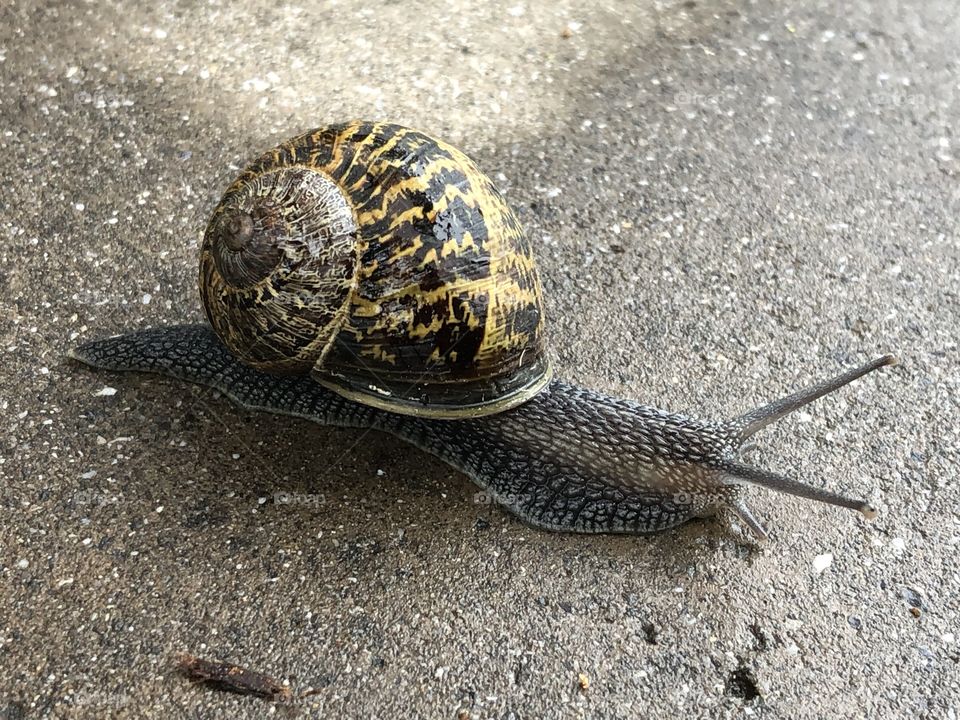 Snail