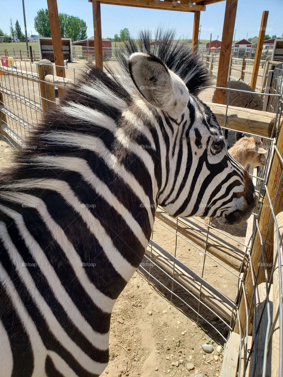 zebra at petting zoo
