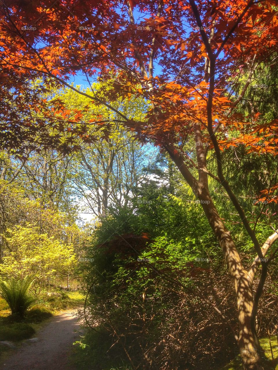 Colorful forest