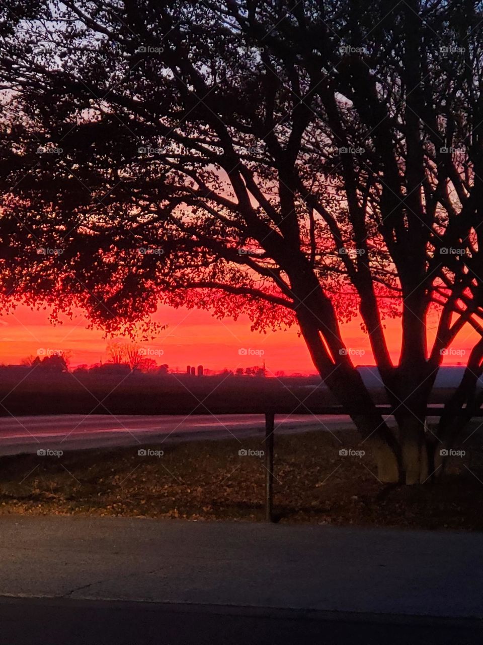An tree filters the beautiful deep orange sunset in a country setting. 