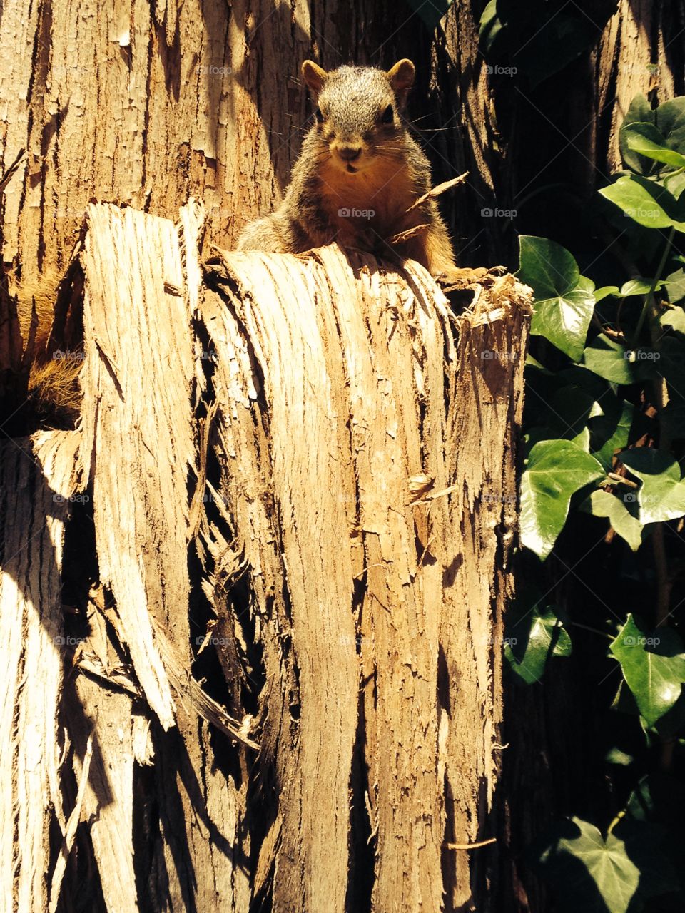 Perched squirrel 