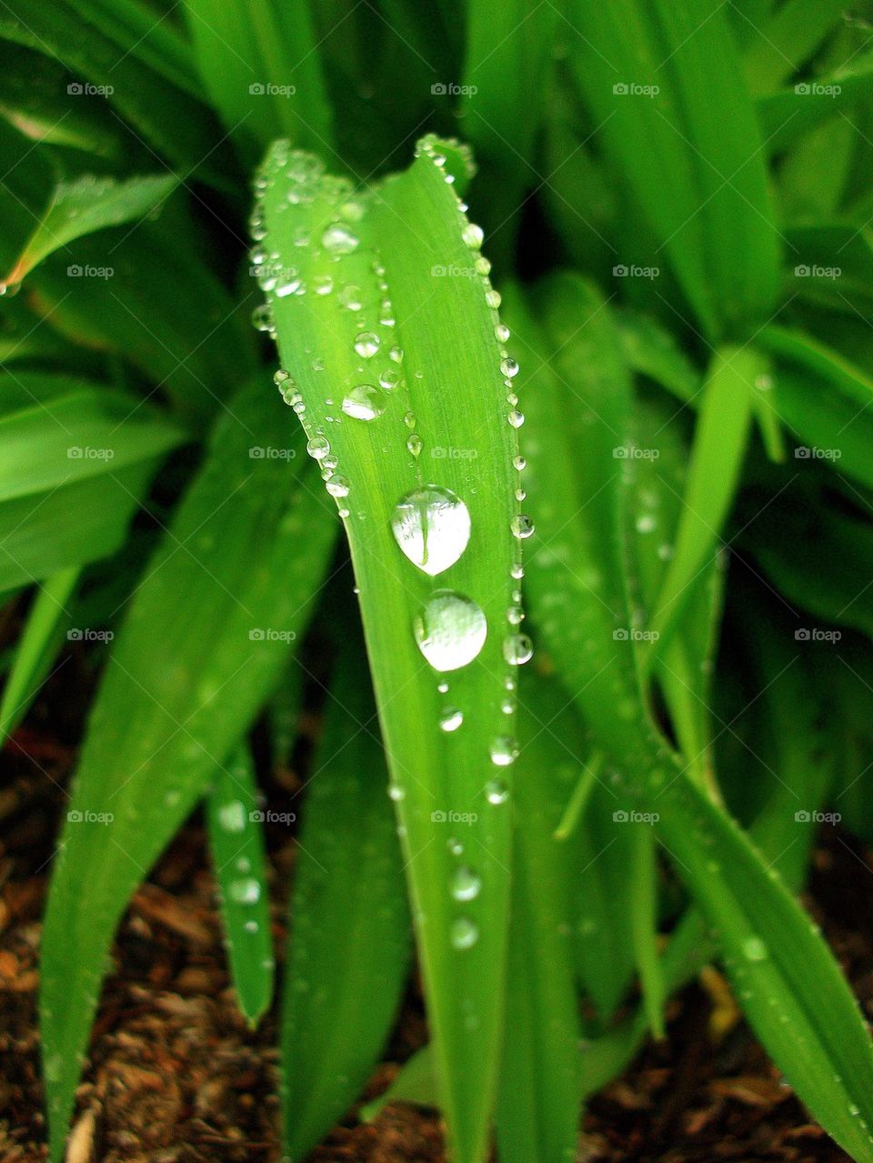 After The Rain Water Droplets
