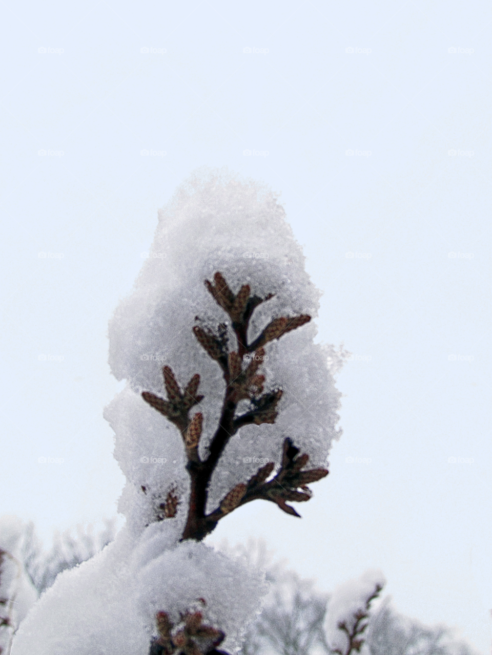 snow winter cold bud by landon