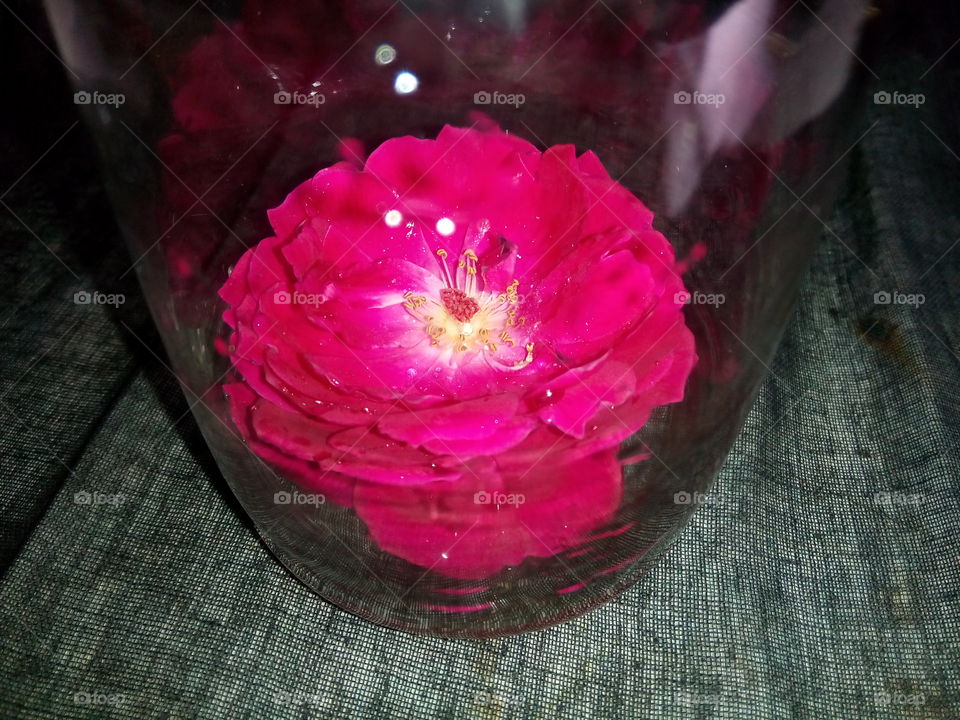 rose glass creativity