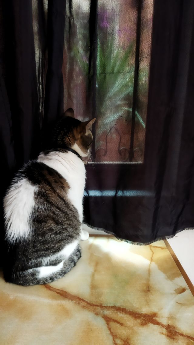 gato feliz