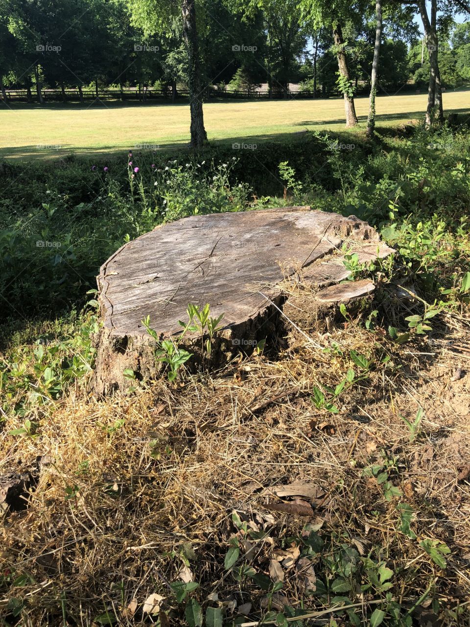 Tree stump