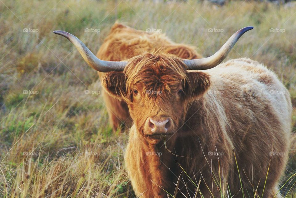 Portrait of cattle