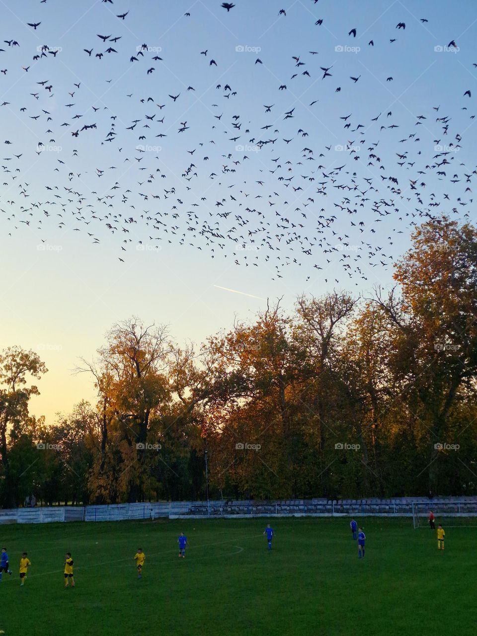 Crow of crows above the football field.